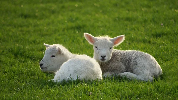 Schilderachtige Kijk Jonge Dieren — Stockfoto