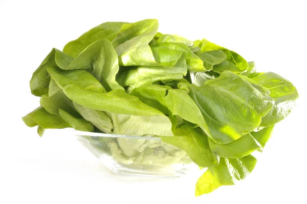 Feuilles Salade Laitue Verte Fraîche — Photo