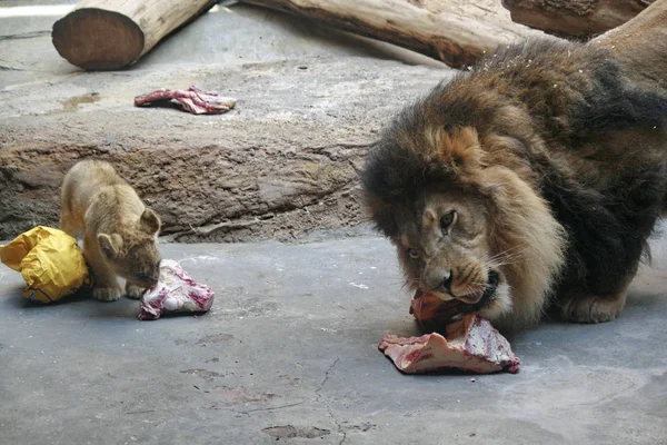 Primo Piano Degli Animali Allo Zoo — Foto Stock