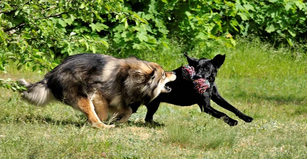 Cani Giovani Quando Caccia Gioco — Foto Stock