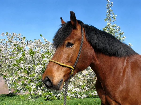 Horse Front Blossoming Cherry Trees — Stock Photo, Image