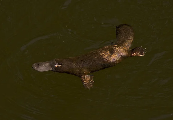 Dierenwelzijn Dierentuin — Stockfoto