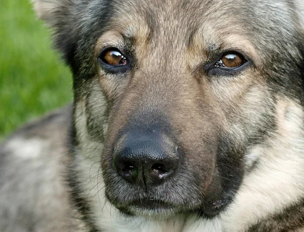 Şirin Bir Köpeğin Portresi — Stok fotoğraf