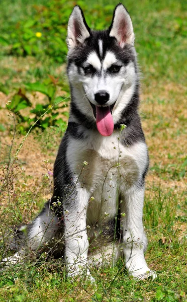 Perro Husky Mascota Animal — Foto de Stock