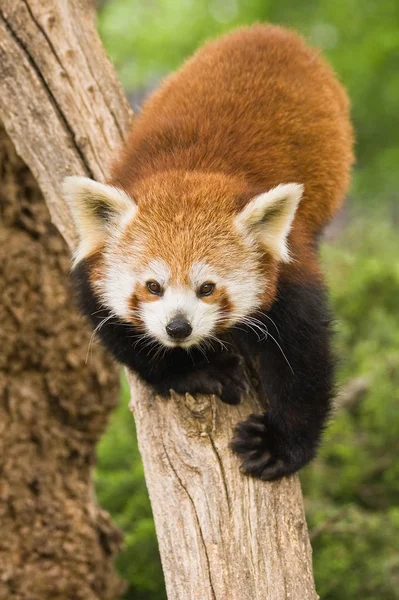 Roter Panda Oder Feuerfuchs Stockfoto