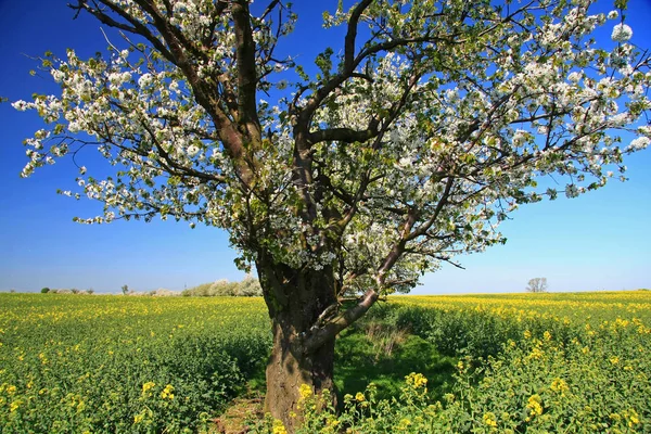 Flor Pétalos Flores Primavera Imágenes de stock libres de derechos