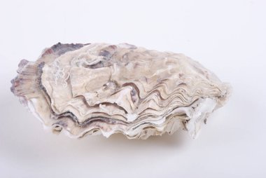 marine seashells, sea shell  clipart