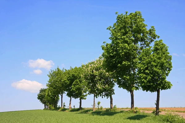 Ein Einsamer Baum Einer Reihe Mit Einem Grünen Baum — Stockfoto