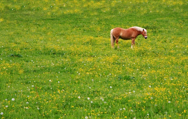 Haflinger Łące Kwiatowej — Zdjęcie stockowe