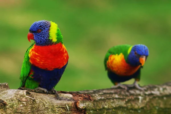 Uccello Pappagallo Tropicale Flora Fauna — Foto Stock