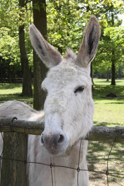 Djurporträtt Vit Åsna — Stockfoto