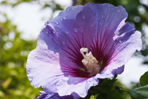 Flor Azul Hibiscus Com Gotas Chuva — Fotografia de Stock