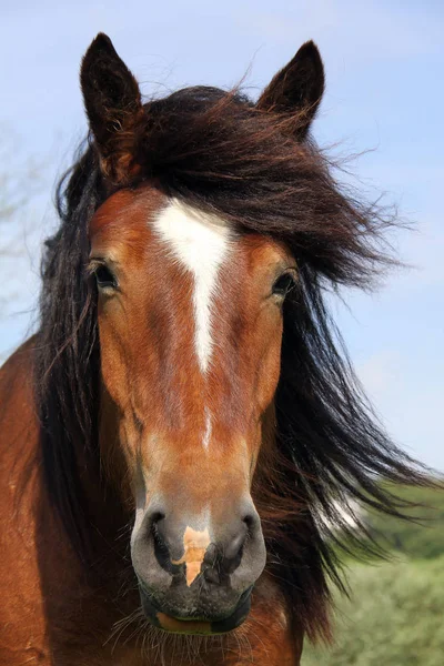 Bonito Cavalo Selvagem Natureza — Fotografia de Stock