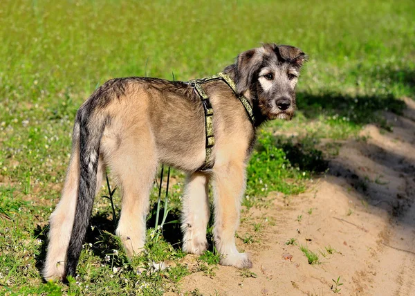 Irish Wolfhound Emil — Fotografia de Stock