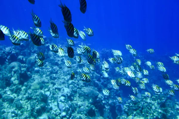 Peixes Nadando Grupo — Fotografia de Stock