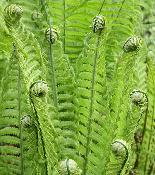 Hermoso Plano Botánico Fondo Pantalla Natural —  Fotos de Stock