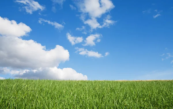 Трава Блакитне Небо — стокове фото