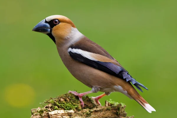 Vue Panoramique Bel Oiseau Nature — Photo