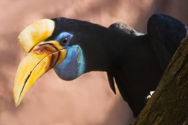 Γραφική Θέα Της Όμορφης Hornbill Στη Φύση — Φωτογραφία Αρχείου