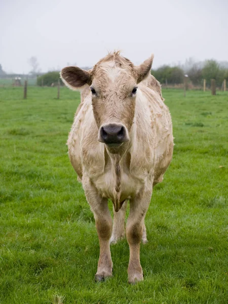 Vaches Dans Paysage Naturel Orientation Sélective — Photo