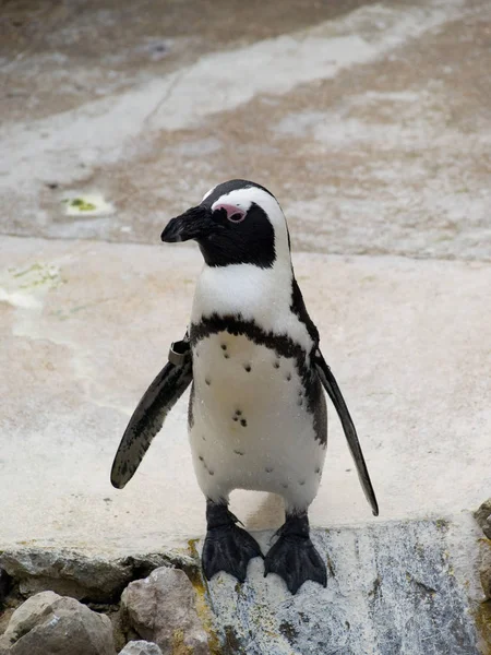 自然の中で可愛いペンギンの姿を見る — ストック写真