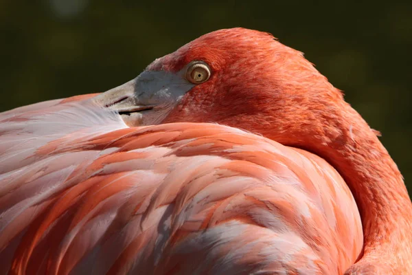 Festői Kilátás Gyönyörű Flamingó Madár Természetben — Stock Fotó