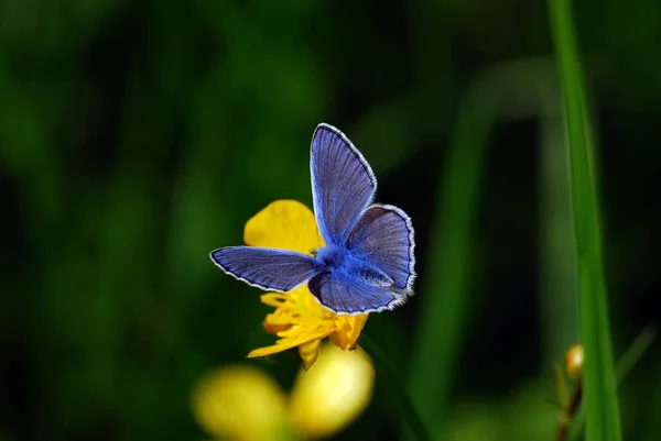 Close Bluebird Fundo Borrado — Fotografia de Stock