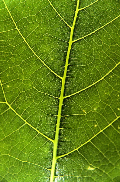 葉の構造を閉じてビューの葉の背景を — ストック写真