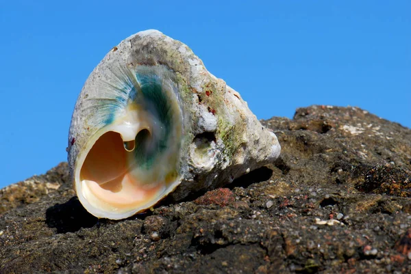 Marine Seashells Sea Shell — Stock Photo, Image