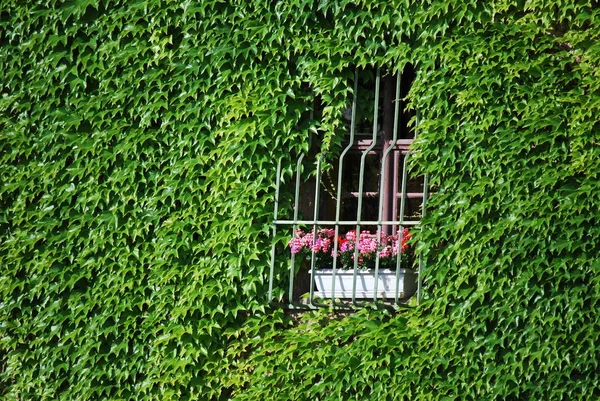 Plantas Verdes Jardín — Foto de Stock