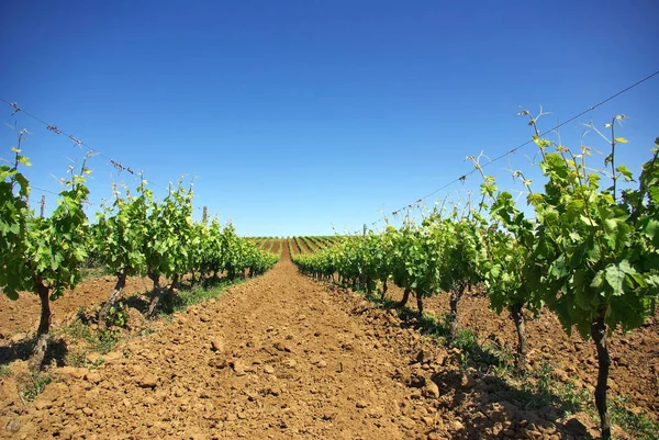 Vineyards Agriculture Grapevine Plants — Stock Photo, Image