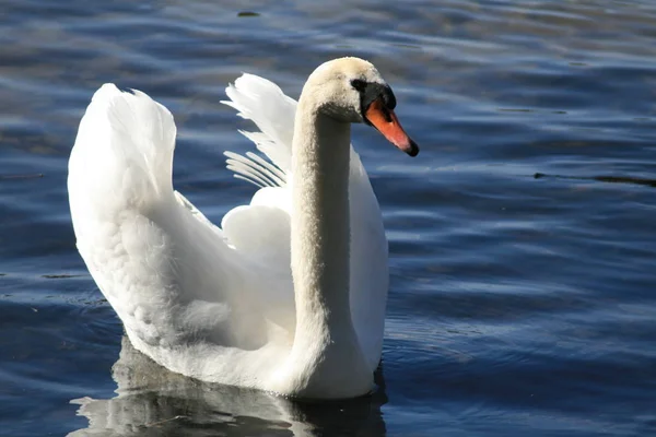 Scenic View Majestic Swan Nature — Stock Photo, Image