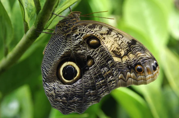 Червь Бабочка Мемнон Калиго — стоковое фото