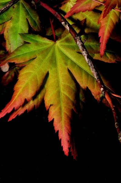 나뭇잎 — 스톡 사진