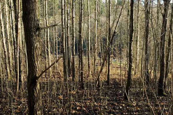 Bosques Textura Copiar Fundo Espaço — Fotografia de Stock