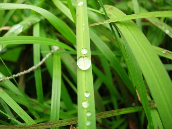 露が落ちる新鮮な草 — ストック写真