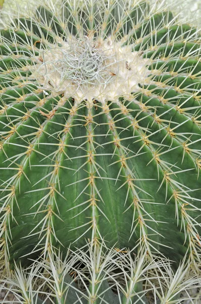 Tropische Naturpflanze Botanische Flora Kaktus — Stockfoto