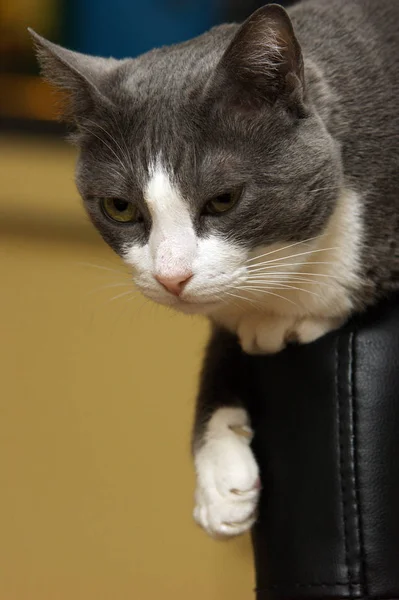 Katze Sitzt Auf Stuhl Rückenlehne — Stockfoto