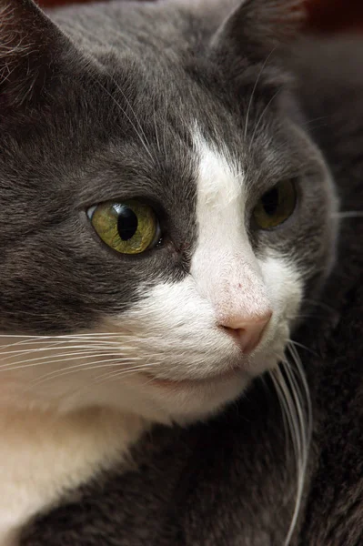 Retrato Gato — Fotografia de Stock