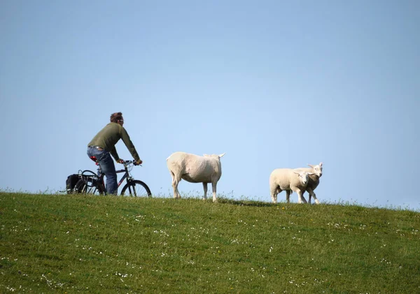 Scenic View Agriculture Countryside — Stock Photo, Image