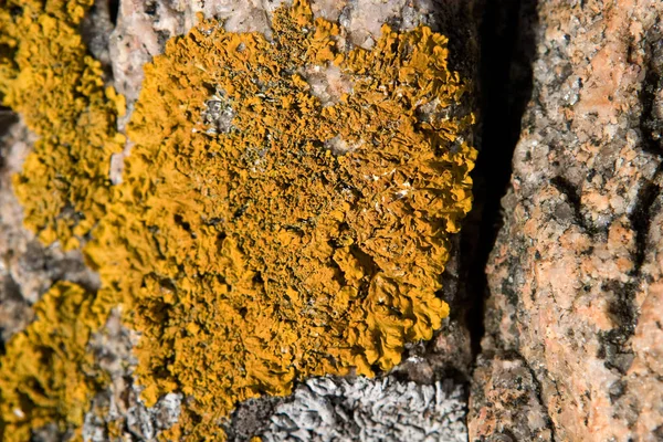 Textura Falsa Amarilla Copia Fondo Del Espacio — Foto de Stock