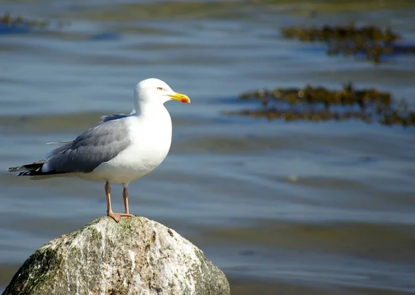 Aussichtsreiche Aussicht Auf Schöne Vögel Der Natur — Stockfoto