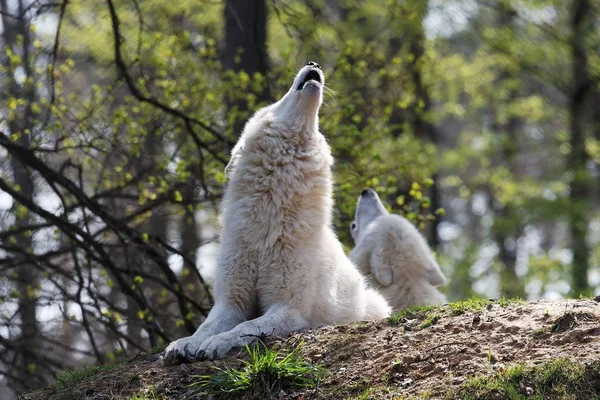 自然の中での野生のオオカミの景観 — ストック写真