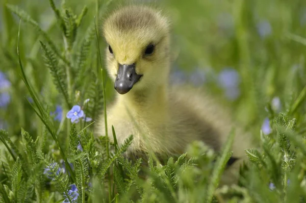Goslings Canada Goose Meadow — Photo
