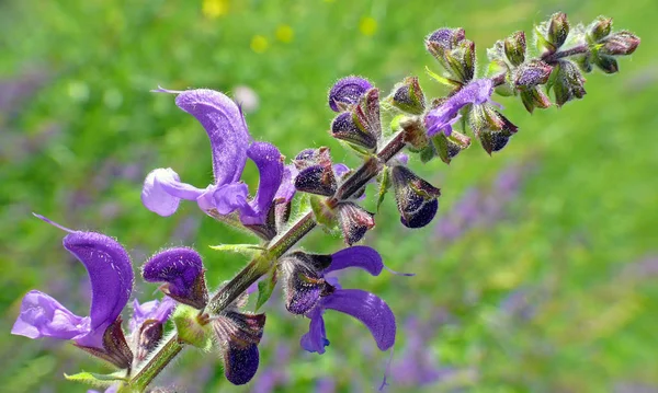 Krásný Botanický Záběr Přírodní Tapety — Stock fotografie