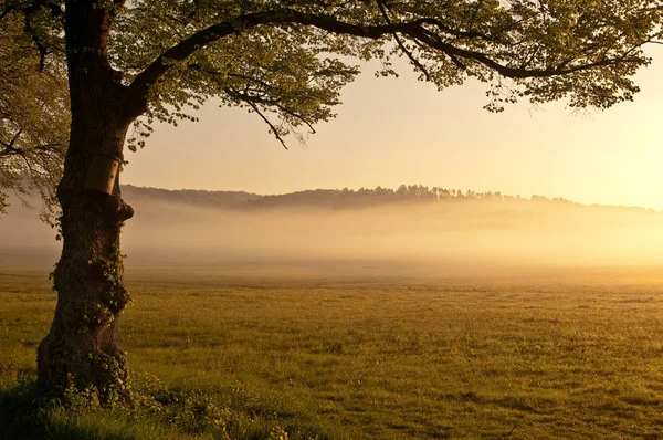 Самотнє Дерево Полі — стокове фото
