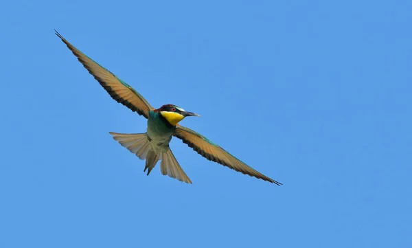 Plan Pittoresque Oiseau Dans Scène Extérieure — Photo