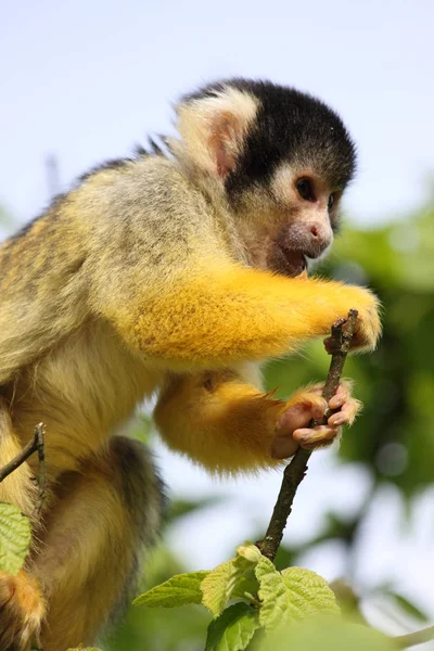 リス猿小さな野生の霊長類 — ストック写真