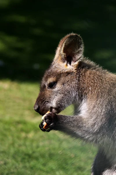 Kangoeroe Dier Australische Fauna — Stockfoto