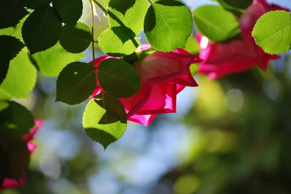 Schöne Botanische Aufnahme Natürliche Tapete — Stockfoto